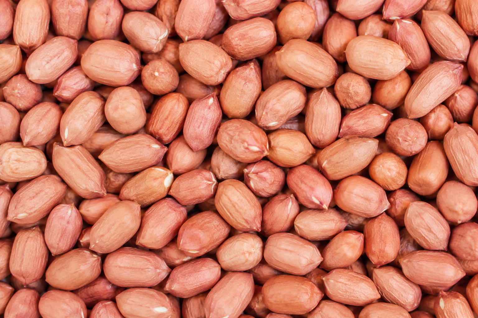 Groundnut Seed